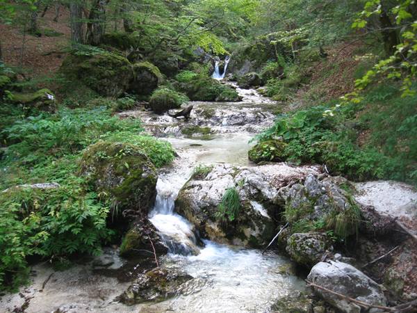Small stream with cascades flows over mossy rocks through green beech forest