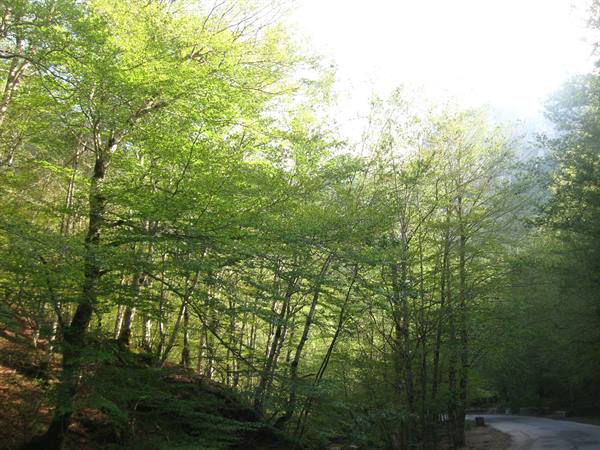 beech forest