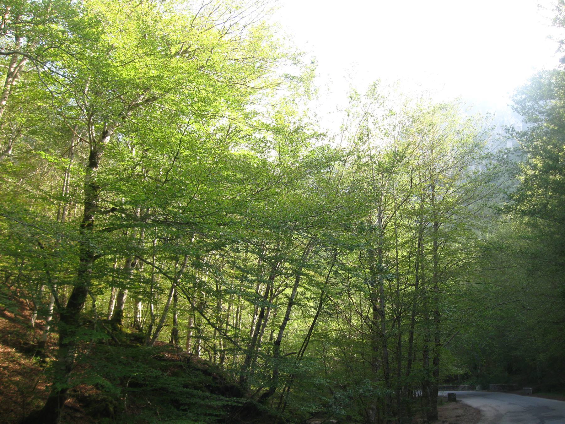 faggeta