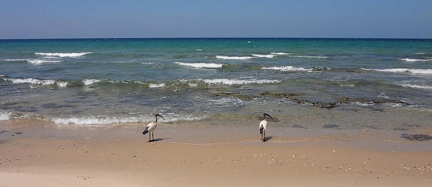 ibis on the beach