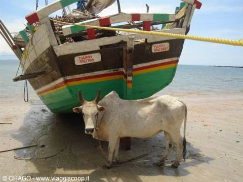 zebu on the beach
