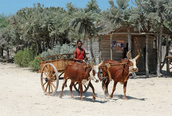 zebu cart