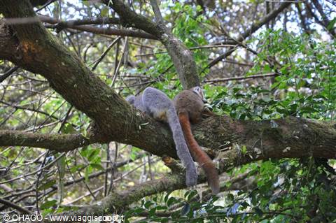 lemurs