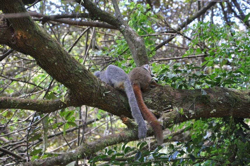 lemuri