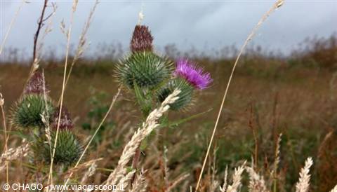 THE THISTLE SYMBOL OF SCOTLAND