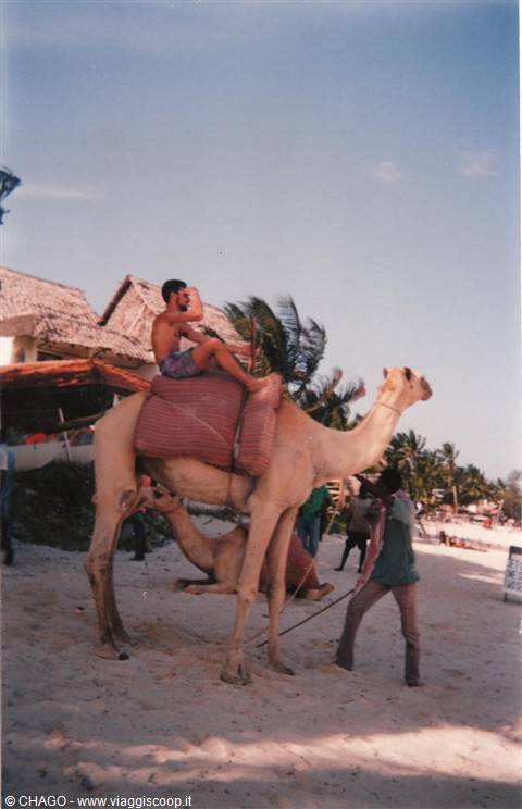 how beautiful on a horse and on this camel