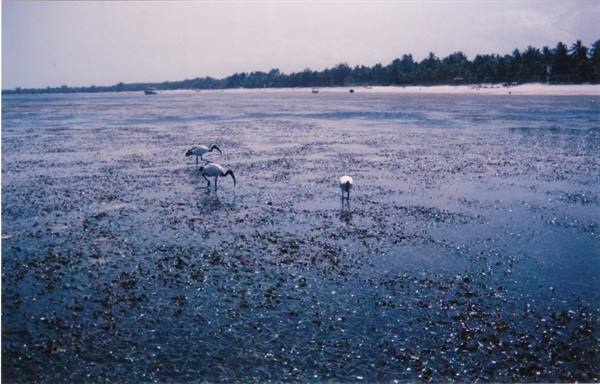 lovely ibises