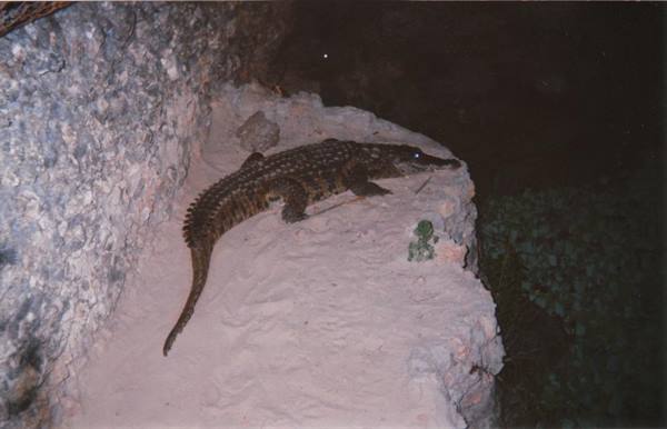 lovely reptile