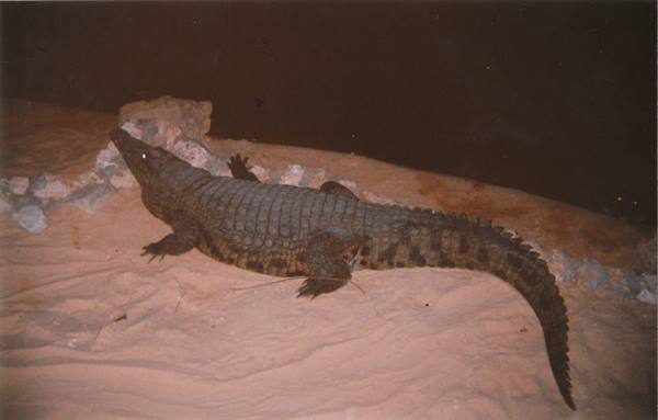Nile crocodile