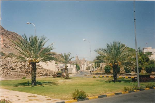 Date palms on sunlit lawn, road and white houses below rocky hill