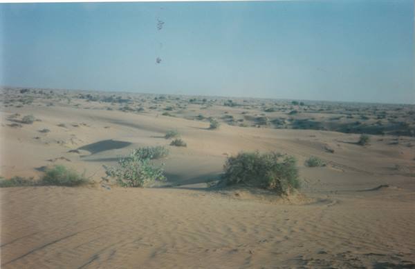 Golden sand and scattered shrubs under blue sky, desert dunes