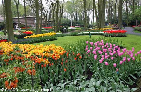tulips everywhere