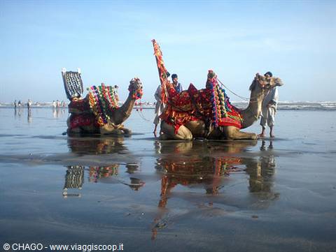 camels on the indian ocean