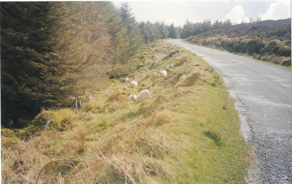 Sheep grazing on grassy verge beside an asphalt road among conifers