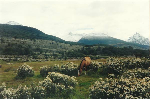 Brown horse grazing among white wildflowers, snowy peaks in the background