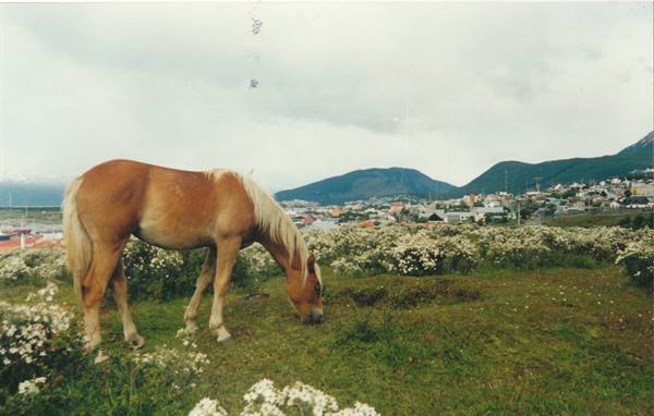 Chestnut horse with light mane grazing among white flowers, town beneath mountains