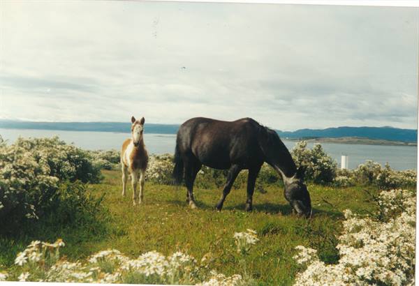 Patagonian horses