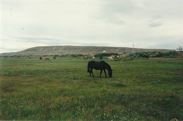 Black horse grazing on green meadow, other horses and dry hill under cloudy sky