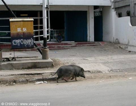 pig wandering the streets of Dili