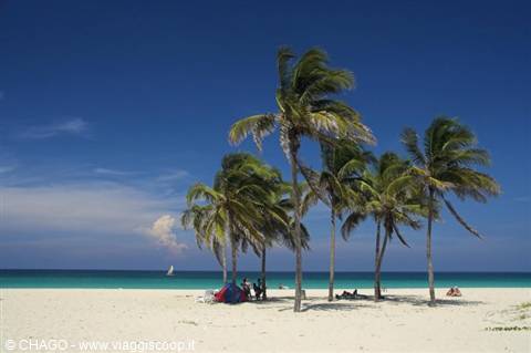 Wind-bent palms on white sand, beachgoers and umbrellas by the turquoise sea