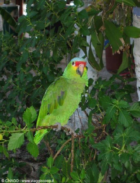 Mexican parrot