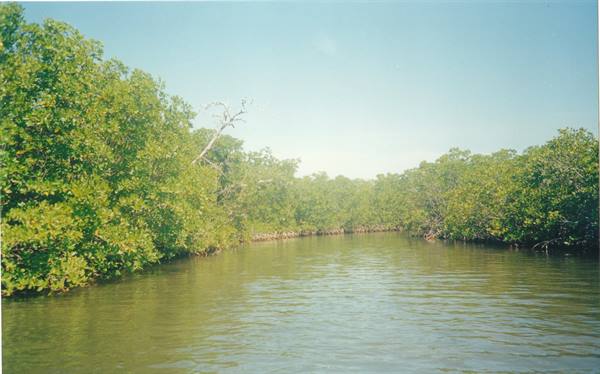 the mangroves of the Laguna Negra