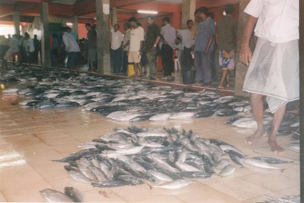 Fish market: tuna lined up on tiled floor, men inspecting the catch