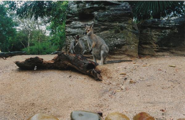 the wallabies