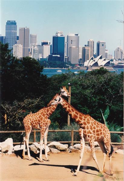 Two giraffes at Taronga Zoo with the Sydney Opera House behind