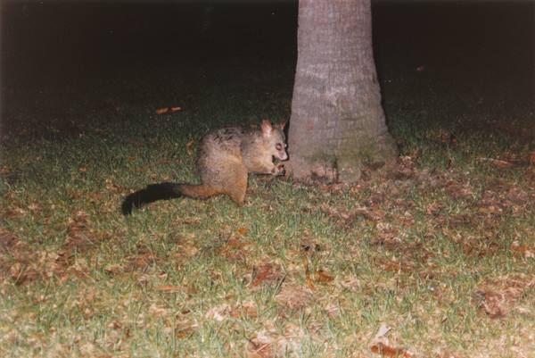 opossum on the road