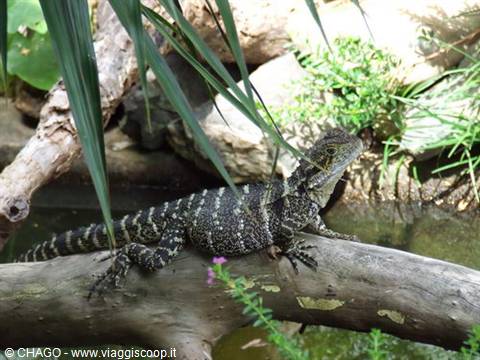 big lizard at Daintree