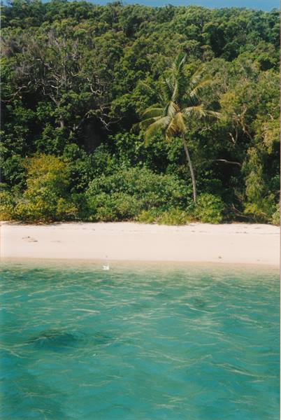 White sand beach with palm tree, tropical forest and turquoise sea
