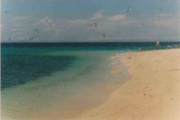Seabirds flying over pale sandy beach and turquoise sea