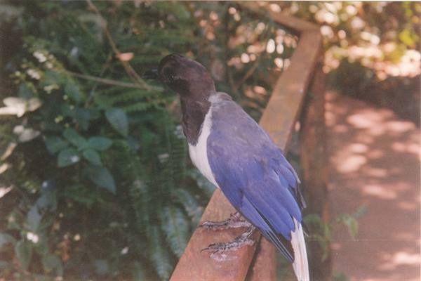 Foz do Iguaçu, local wildlife