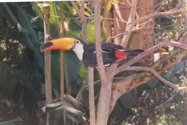 toucan