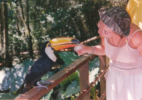 Woman in hat feeds a toco toucan perched on a wooden railing