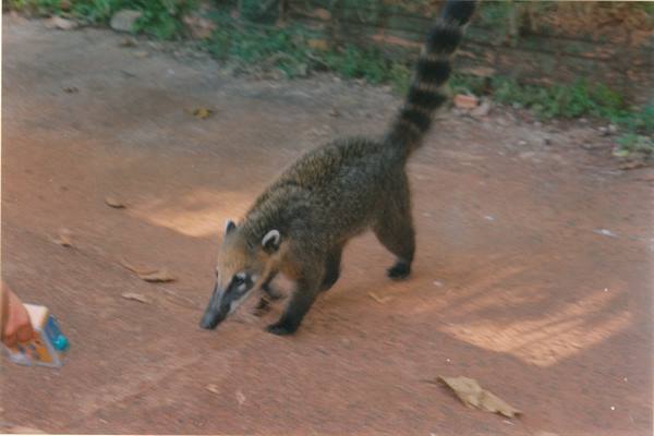 one of the many coatis