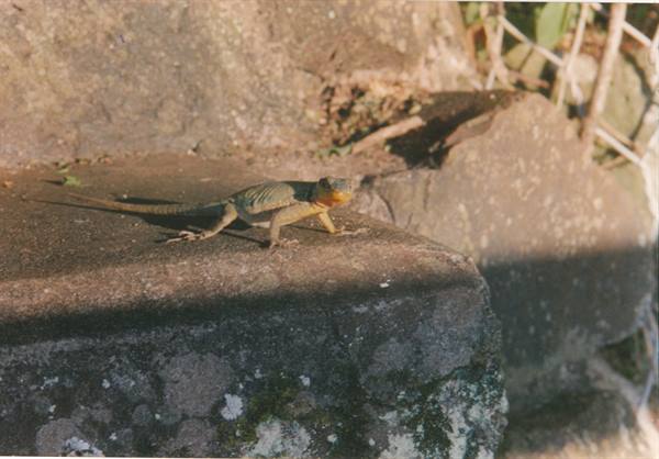 little lizard