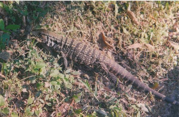 big lizard