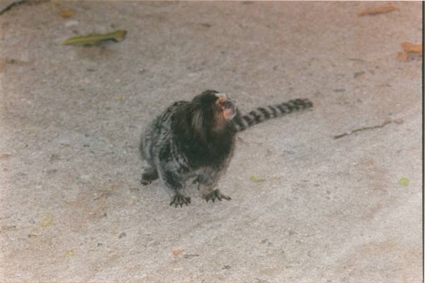 little monkey