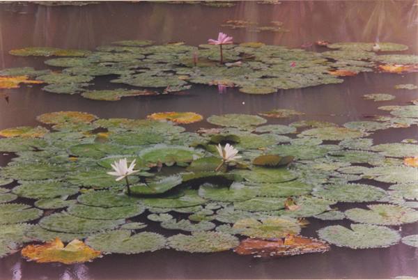 flora of Foz do Iguaçu