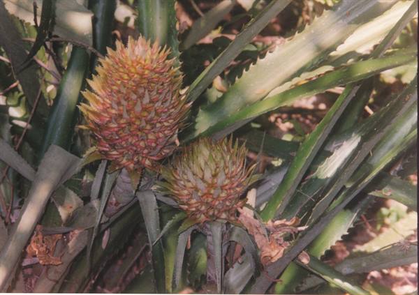 wild pineapple