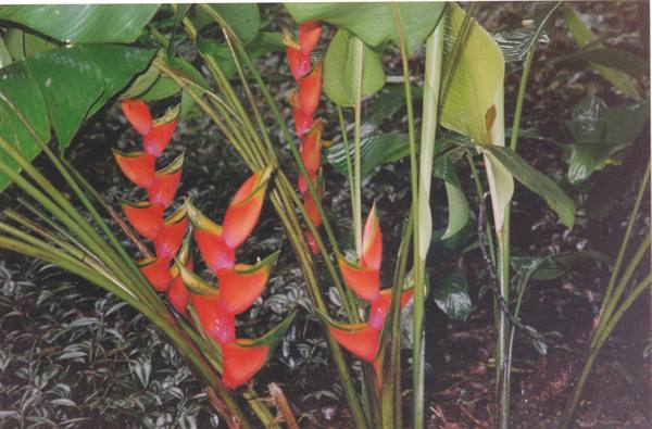 Red heliconia flowers among green leaves in a tropical garden