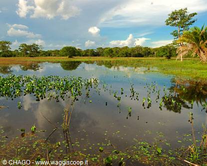Pantanal