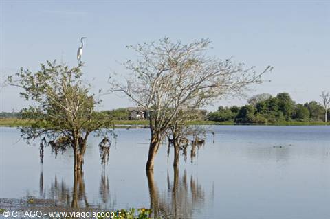 Pantanal landscapes