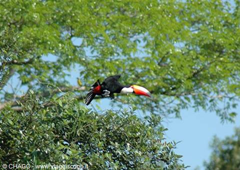 flight of the toucan