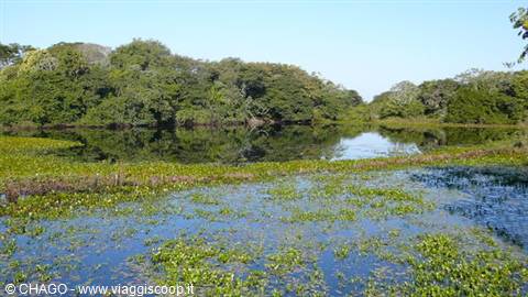 Still water with aquatic plants mirrors the green tropical forest under sunlight