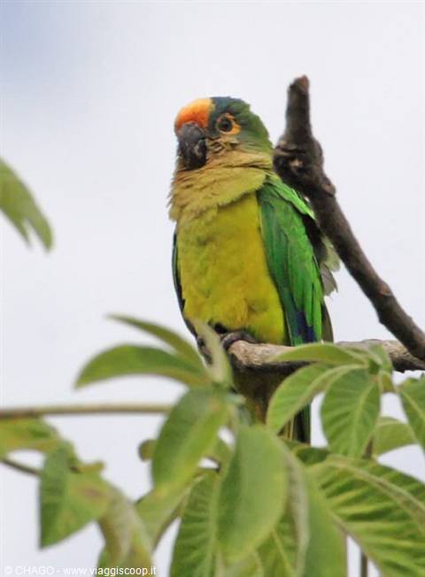 Pantanal parrot
