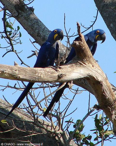the rare blue macaws