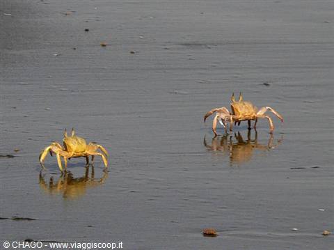 crabs of the Red Sea